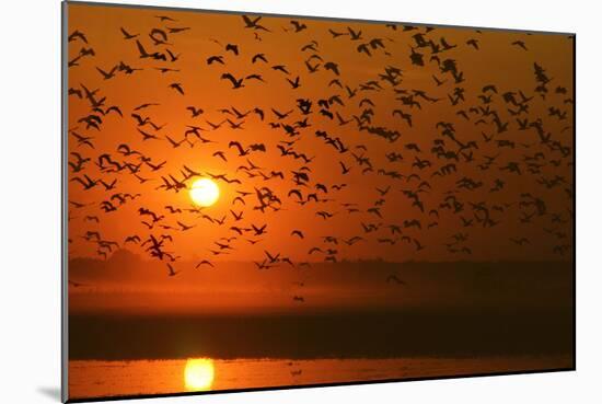 Plumed Whistle Ducks in Flight at Sunset-null-Mounted Photographic Print