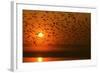 Plumed Whistle Ducks in Flight at Sunset-null-Framed Photographic Print