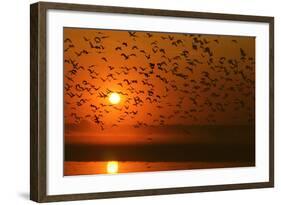 Plumed Whistle Ducks in Flight at Sunset-null-Framed Photographic Print