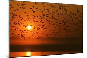 Plumed Whistle Ducks in Flight at Sunset-null-Mounted Photographic Print