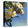 Plumeria 01-Rick Novak-Stretched Canvas