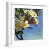 Plumeria 01-Rick Novak-Framed Art Print