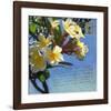 Plumeria 01-Rick Novak-Framed Art Print