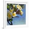 Plumeria 01-Rick Novak-Framed Art Print