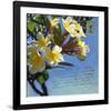 Plumeria 01-Rick Novak-Framed Art Print