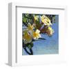 Plumeria 01-Rick Novak-Framed Art Print