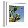Plumeria 02-Rick Novak-Framed Premium Giclee Print