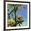 Plumeria 02-Rick Novak-Framed Art Print