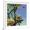 Plumeria 02-Rick Novak-Framed Art Print