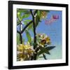 Plumeria 02-Rick Novak-Framed Art Print