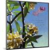 Plumeria 02-Rick Novak-Mounted Art Print