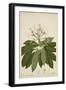 Plumeria Acutifolia Poir, 1800-10-null-Framed Giclee Print