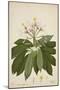 Plumeria Acutifolia Poir, 1800-10-null-Mounted Giclee Print