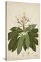 Plumeria Acutifolia Poir, 1800-10-null-Stretched Canvas