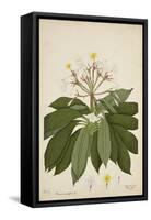 Plumeria Acutifolia Poir, 1800-10-null-Framed Stretched Canvas