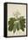 Plumeria Acutifolia Poir, 1800-10-null-Framed Stretched Canvas