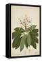 Plumeria Acutifolia Poir, 1800-10-null-Framed Stretched Canvas