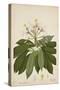 Plumeria Acutifolia Poir, 1800-10-null-Stretched Canvas