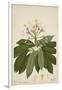 Plumeria Acutifolia Poir, 1800-10-null-Framed Giclee Print