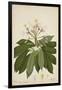 Plumeria Acutifolia Poir, 1800-10-null-Framed Giclee Print