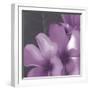 Plumeria Bloom II-Tony Koukos-Framed Giclee Print