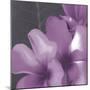Plumeria Bloom II-Tony Koukos-Mounted Giclee Print