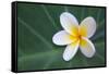 Plumeria Bloom on Large Leaf-Terry Eggers-Framed Stretched Canvas