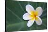 Plumeria Bloom on Large Leaf-Terry Eggers-Stretched Canvas