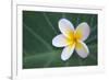 Plumeria Bloom on Large Leaf-Terry Eggers-Framed Photographic Print