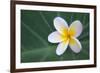 Plumeria Bloom on Large Leaf-Terry Eggers-Framed Photographic Print