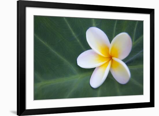 Plumeria Bloom on Large Leaf-Terry Eggers-Framed Photographic Print