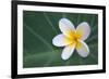 Plumeria Bloom on Large Leaf-Terry Eggers-Framed Photographic Print