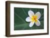 Plumeria Bloom on Large Leaf-Terry Eggers-Framed Photographic Print