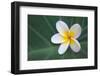 Plumeria Bloom on Large Leaf-Terry Eggers-Framed Photographic Print