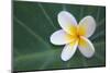Plumeria Bloom on Large Leaf-Terry Eggers-Mounted Photographic Print