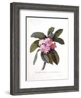 Plumeria, C.1744-Georg Dionysius Ehret-Framed Giclee Print