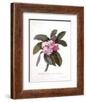 Plumeria, C.1744-Georg Dionysius Ehret-Framed Giclee Print