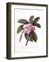 Plumeria, C.1744-Georg Dionysius Ehret-Framed Giclee Print