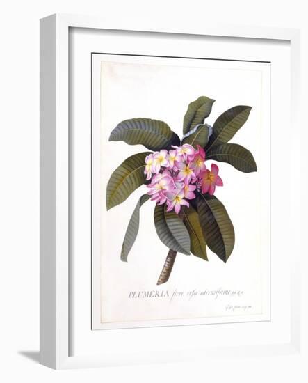 Plumeria, C.1744-Georg Dionysius Ehret-Framed Giclee Print