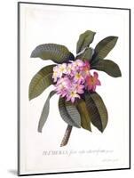 Plumeria, C.1744-Georg Dionysius Ehret-Mounted Giclee Print