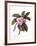 Plumeria, C.1744-Georg Dionysius Ehret-Framed Giclee Print