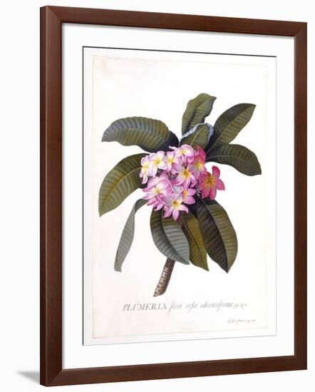 Plumeria, C.1744-Georg Dionysius Ehret-Framed Giclee Print