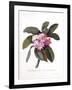 Plumeria, C.1744-Georg Dionysius Ehret-Framed Giclee Print