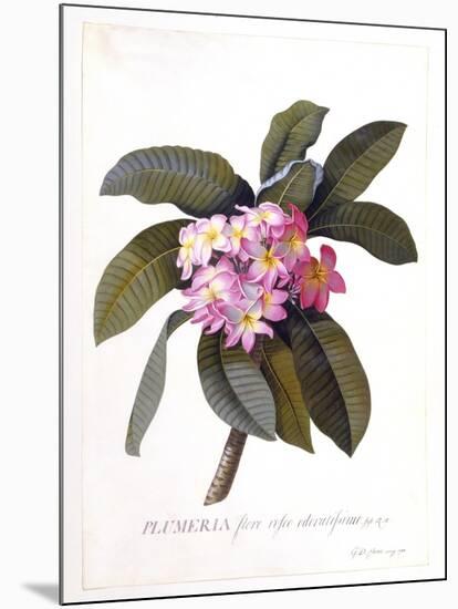 Plumeria, C.1744-Georg Dionysius Ehret-Mounted Giclee Print