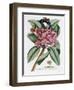 Plumeria, C.1749-Georg Dionysius Ehret-Framed Giclee Print