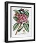 Plumeria, C.1749-Georg Dionysius Ehret-Framed Giclee Print