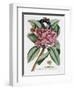 Plumeria, C.1749-Georg Dionysius Ehret-Framed Giclee Print