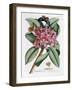 Plumeria, C.1749-Georg Dionysius Ehret-Framed Giclee Print