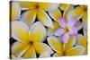 Plumeria Flowers in Bloom-Terry Eggers-Stretched Canvas