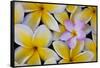 Plumeria Flowers in Bloom-Terry Eggers-Framed Stretched Canvas